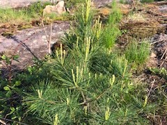 Free white pine seedlings for USLA members