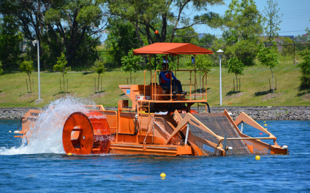 Should You be Removing Weeds from the Lake?