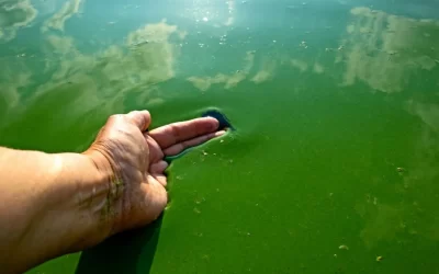 Blue Green Algae in Clear Lake